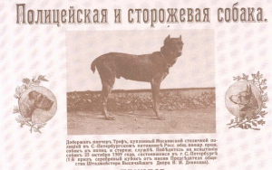 Cluburi Doberman - legenda poliției detective