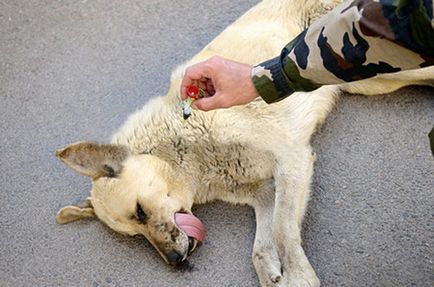 Doghantery teljes igazságot, dogritual