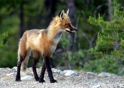 Домашні лисиці або лисиця будинку - факти про домашніх лисиць
