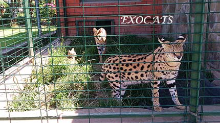Home serval - descriere rasa, pret, fotografie