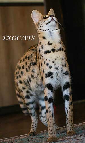 Home serval - descriere rasa, pret, fotografie