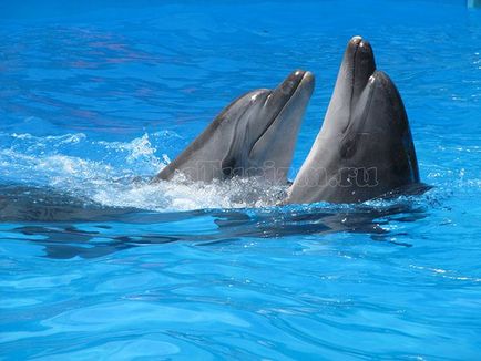 Obiective turistice din Insulele Canare din Tenerife cu fotografii