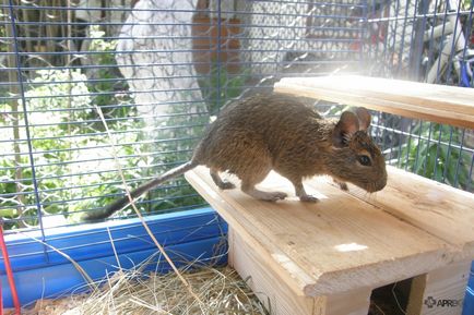 Jesse, degu (veverița chiliană), rozătoarele, animalele de companie