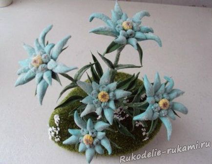 Edelweiss kezeddel (hogyan Edelweiss) Edelweiss saját kezűleg