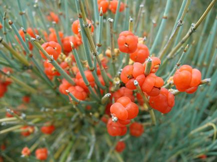 Ephedra zsurló - tünetek és kezelés a népi jogorvoslati otthon