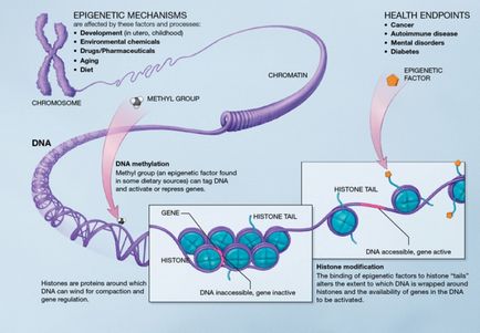 Epigenetică, histologie, citologie și embriologie