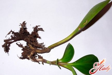 Ficus, îngrijirea cauciucului, reproducerea, bolile, tăierea, formarea coroanei