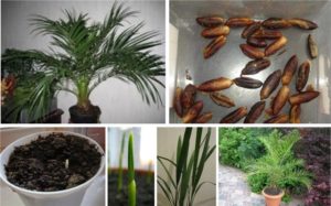 Фінікова пальма фото як ростуть фініки, догляд в домашніх умовах, розмноження, пересадка, чому