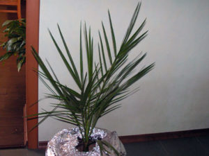 Фінікова пальма фото як ростуть фініки, догляд в домашніх умовах, розмноження, пересадка, чому