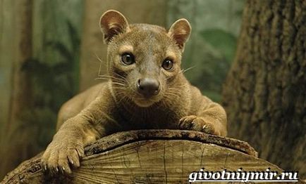 Fossa animal