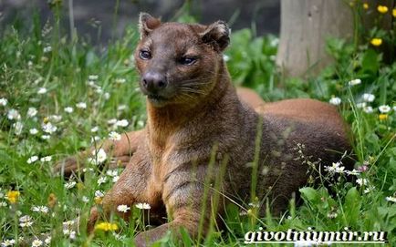 Fossa animal