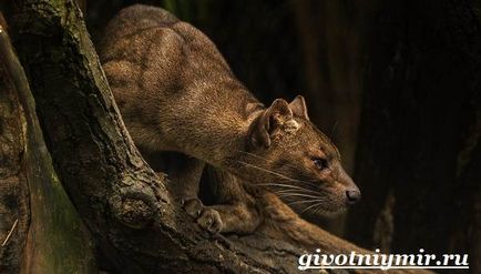 Fossa animal