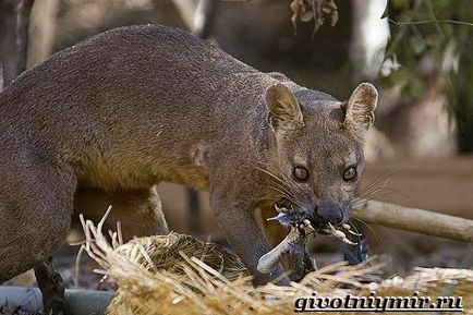 Fossa animal