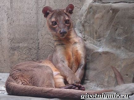 Fossa animal