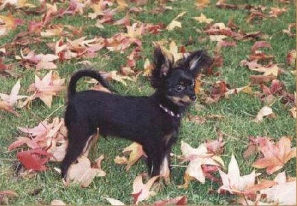 Fotografie de Toy Terrier, Toy Terrier cu cozi