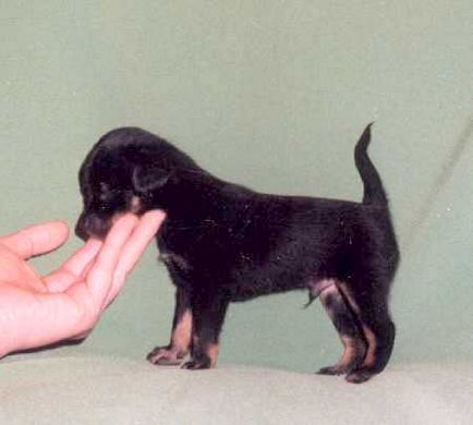 Fotografie de Toy Terrier, Toy Terrier cu cozi