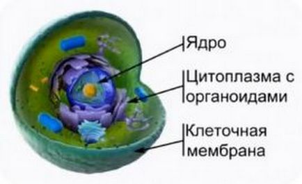 Функції клітин організму - здорове довголіття