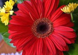 Gerbera, cultivarea și propagarea