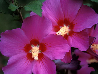 Hibiscus fotó és ápolási otthon