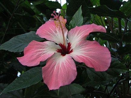 Hibiscus fotó és ápolási otthon