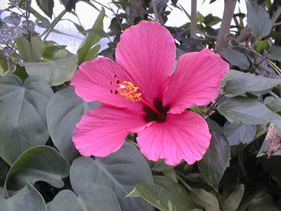 Hibiscus fotó és ápolási otthon