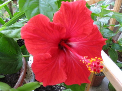 Hibiscus fotó és ápolási otthon