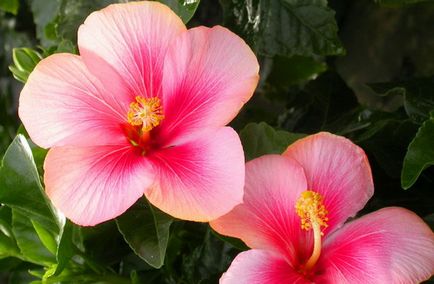 Hibiscus fotó és ápolási otthon