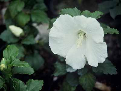 Hibiscus fotografie și îngrijire la domiciliu