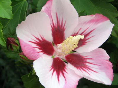 Hibiscus fotó és ápolási otthon