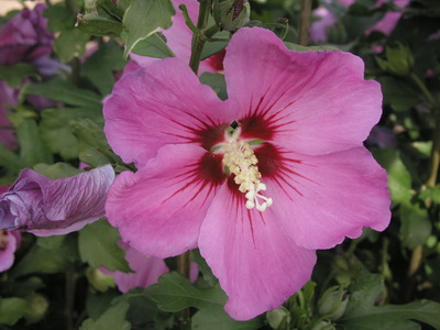 Hibiscus fotó és ápolási otthon