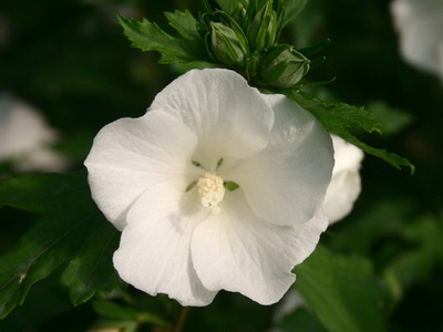 Hibiscus fotó és ápolási otthon