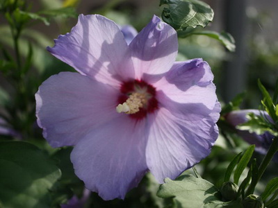 Hibiscus fotó és ápolási otthon