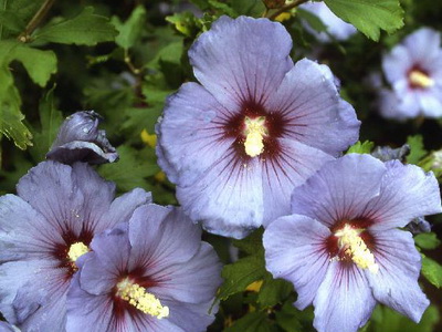 Hibiscus fotó és ápolási otthon