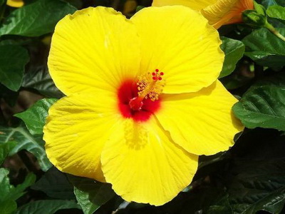 Hibiscus fotó és ápolási otthon