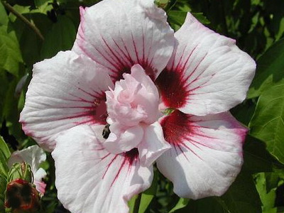 Hibiscus fotó és ápolási otthon