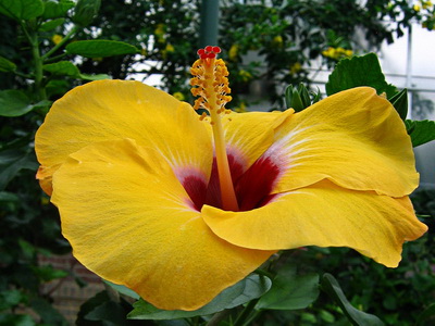 Hibiscus fotó és ápolási otthon