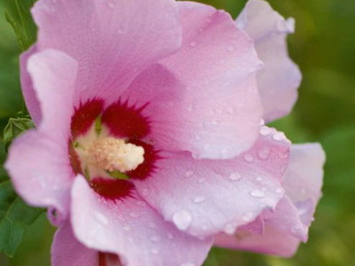 Hibiscus fotó és ápolási otthon