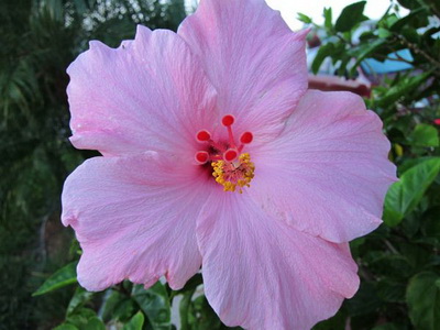 Hibiscus fotó és ápolási otthon