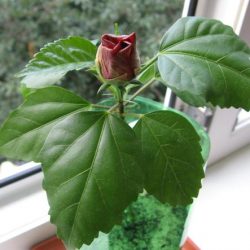 Hibiscus de îngrijire de flori de interior la domiciliu, fotografie