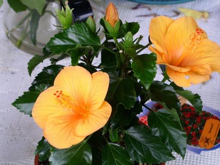 Hibiscus de îngrijire de flori de interior la domiciliu, fotografie