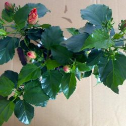 Hibiszkusz virág terem otthoni gondozást, fotó (virág) Hibiszkusz virág terem otthoni gondozást, fotók