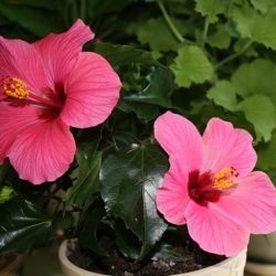 Hibiscus de îngrijire de flori de interior la domiciliu, fotografie