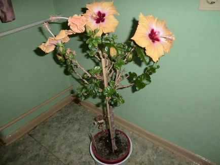 Hibiscus de îngrijire de flori de interior la domiciliu, fotografie