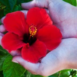 Hibiscus de îngrijire de flori de interior la domiciliu, fotografie