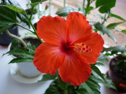 Hibiscus de îngrijire de flori de interior la domiciliu, fotografie