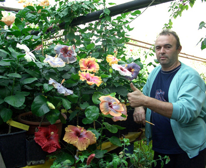 Transplant de grădină Hibiscus și cultivarea florilor