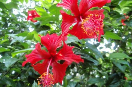 Transplant de grădină Hibiscus și cultivarea florilor