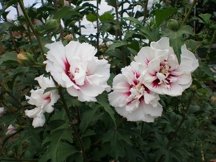 Törökrózsa - ültetés és gondozás, egyre hibiszkusz fát kert, metszés és