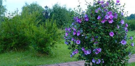 Törökrózsa - ültetés és gondozás, egyre hibiszkusz fát kert, metszés és