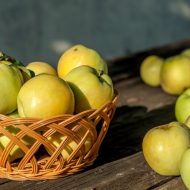 Глоксинії з насіння догляд і вирощування